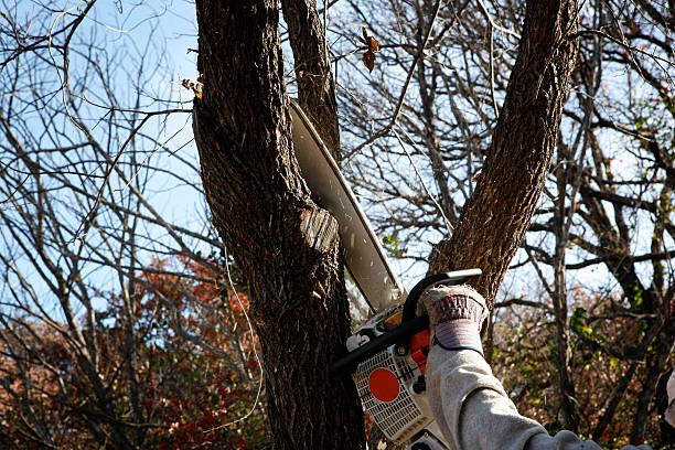 Reliable St Albans, WV Tree Care Solutions
