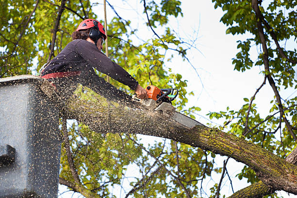 Mulching Services in St Albans, WV